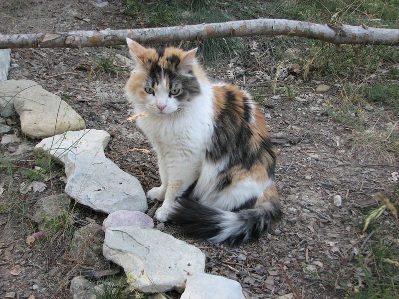 chat carpentras