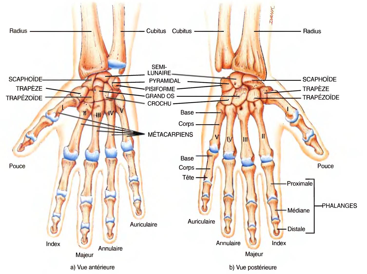 Anatomie 1100